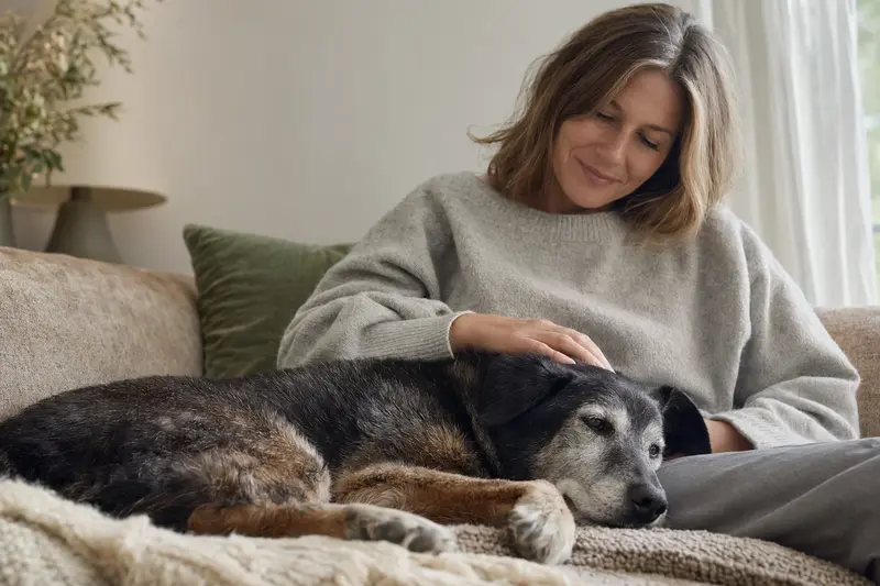 Ein älterer Dunker Hund liegt entspannt auf einem gemütlichen Sofa, während sein Besitzer ihn liebevoll streichelt.
