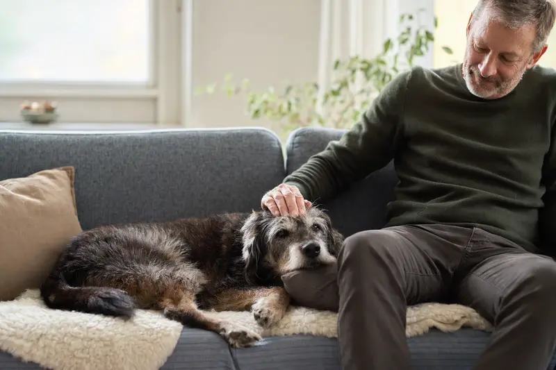 Ein älterer Ellenikos Ichnilatis Hund liegt entspannt auf einem gemütlichen Sofa, während sein Besitzer ihn liebevoll streichelt.