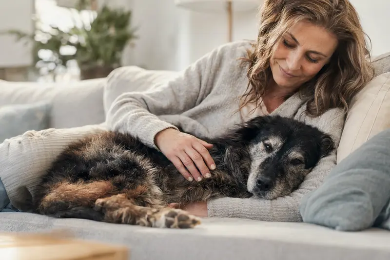 Ein älterer Elo Hund liegt entspannt auf einem gemütlichen Sofa, während sein Besitzer ihn liebevoll streichelt und eine warme Lichtstimmung im ruhigen Zuhause erzeugt.