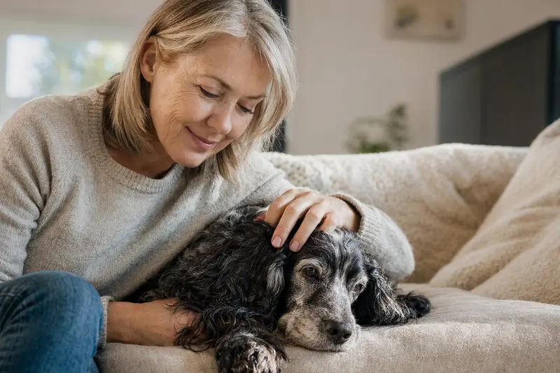 Ein älterer Englischer Cocker Spaniel liegt entspannt auf einem Sofa, während sein Besitzer ihn liebevoll streichelt.