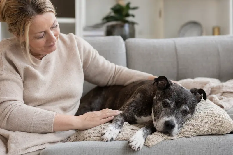 Ein älterer Englischer Stafford Hund liegt entspannt auf einem gemütlichen Sofa, während sein Besitzer ihn liebevoll streichelt.