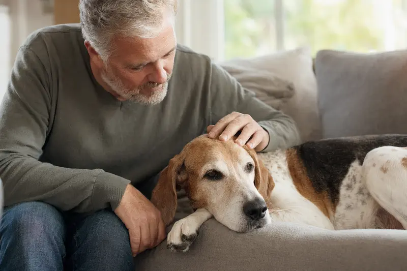 Ein älterer English Foxhound Hund liegt entspannt auf einem Sofa, während sein Besitzer ihn liebevoll streichelt.