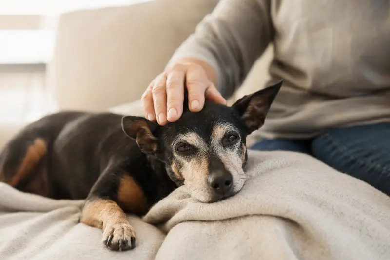 Ein älterer English Toy Terrier Hund entspannt auf einem Sofa, während sein Besitzer ihn liebevoll streichelt.