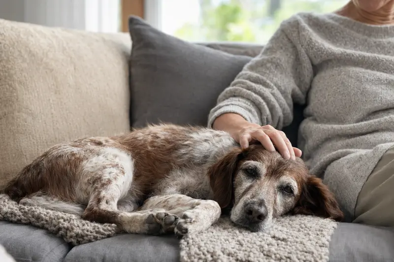 Ein älterer Epagneul Breton liegt entspannt auf einem gemütlichen Sofa, während sein Besitzer ihn liebevoll streichelt.
