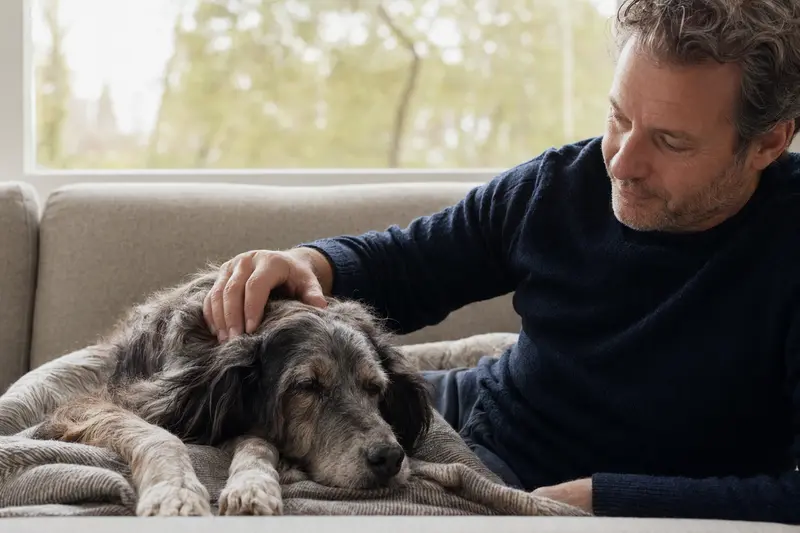 Ein älterer Epagneul Picard Hund liegt entspannt auf einem Sofa, während sein Besitzer ihn liebevoll streichelt.