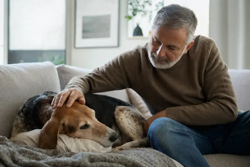 Ein älterer Erdélyi kopó Hund genießt die Streicheleinheit seines Besitzers auf einem gemütlichen Sofa in einem warmen Zuhause.
