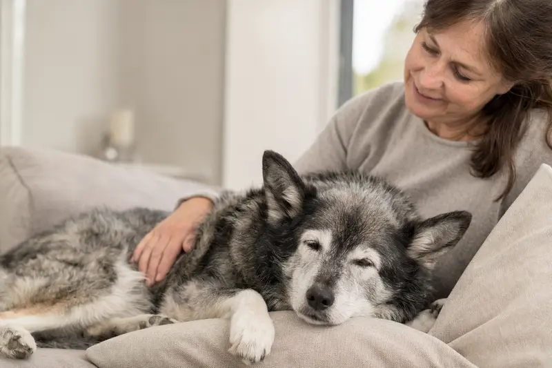 Ein älterer Eskimohund entspannt auf einem Sofa, während sein Besitzer ihn liebevoll streichelt.