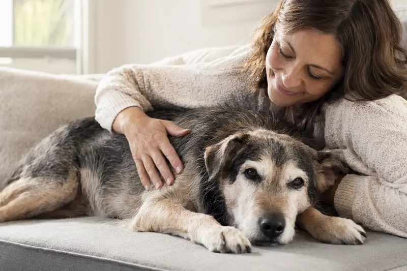 Ein älterer Eurohound Hund liegt entspannt auf einem gemütlichen Sofa, während sein Besitzer ihn liebevoll streichelt.