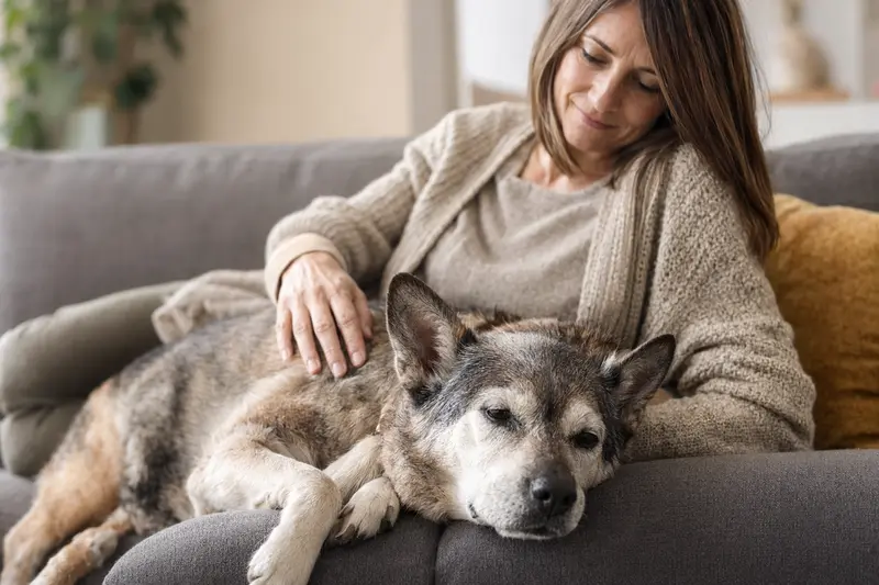 Ein älterer Europäischer Schlittenhund entspannt auf einem Sofa, während sein Besitzer ihn liebevoll streichelt.