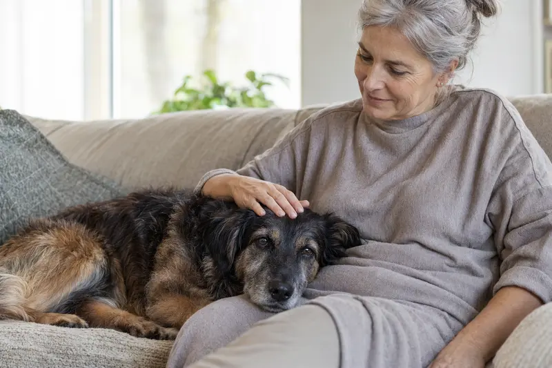 Ein entspannter Euskal Artzain Txakurra Hund liegt auf einem Sofa, während sein Besitzer ihn liebevoll streichelt.