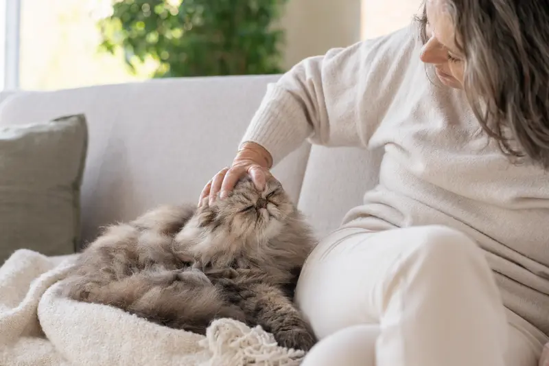 Eine entspannte Exotic Longhair Katze wird liebevoll von ihrem Besitzer auf einem gemütlichen Sofa gestreichelt.