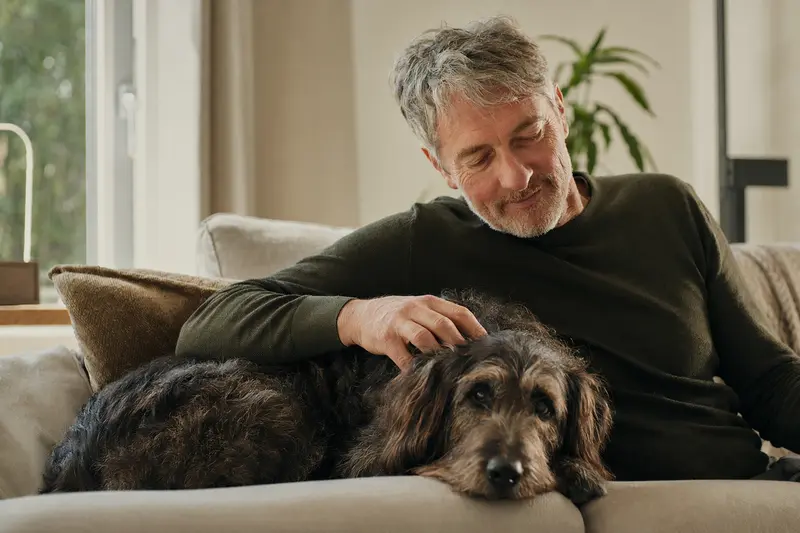 Ein älterer Flandrischer Treibhund liegt entspannt auf einem gemütlichen Sofa, während sein Besitzer ihn liebevoll streichelt.