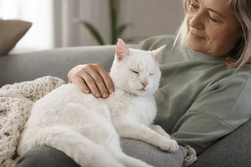Eine entspannte ältere Foreign White Katze, die von ihrem Besitzer liebevoll gestreichelt wird und auf einem gemütlichen Sofa liegt.