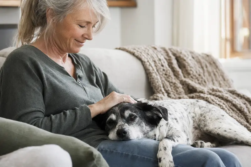 Ein älterer Francais blanc et noir Hund liegt entspannt auf einem gemütlichen Sofa, während sein Besitzer ihn liebevoll streichelt.