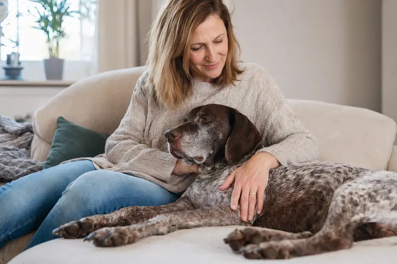 Ein älterer Französischer Vorstehhund entspannt auf einem Sofa, während sein Besitzer ihn liebevoll streichelt und eine warme, fürsorgliche Stimmung erzeugt.
