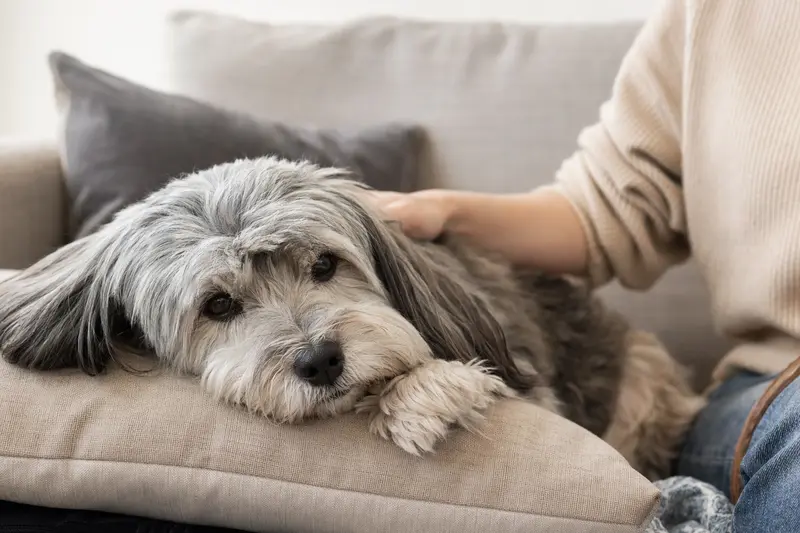 Ein älterer Franzuskaya Bolonka Hund liegt entspannt auf einem gemütlichen Sofa, während sein Besitzer ihn liebevoll streichelt.