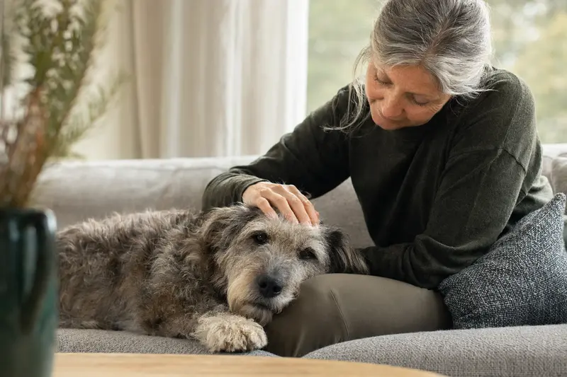 Ein älterer Glen of Imaal Terrier entspannt auf einem Sofa, während sein Besitzer ihn liebevoll streichelt.