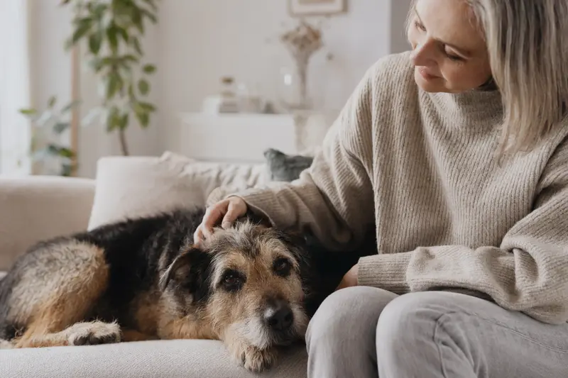 Ein älterer Golden Retriever liegt entspannt auf einem Sofa, während sein Besitzer ihn liebevoll streichelt und eine warme Lichtstimmung erzeugt.