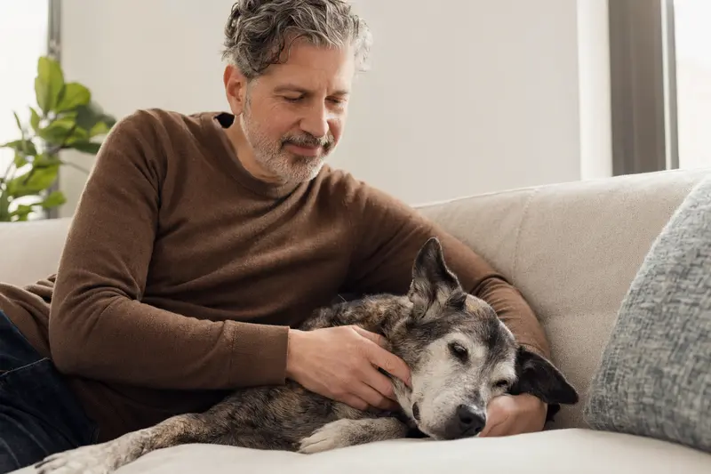 Ein älterer Grauhund entspannt auf einem gemütlichen Sofa, während sein Besitzer ihn liebevoll streichelt.