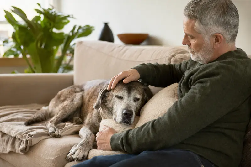 Ein älterer Grand Anglo Francais Hund liegt entspannt auf einem gemütlichen Sofa, während sein Besitzer ihn liebevoll streichelt.