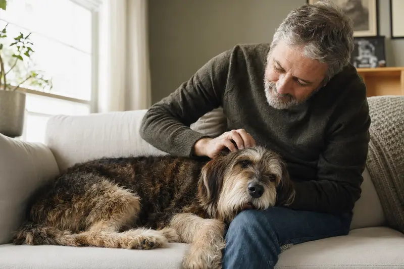 Ein älterer Grand Griffon Nivernais Hund liegt entspannt auf einem Sofa, während sein Besitzer ihn liebevoll streichelt.