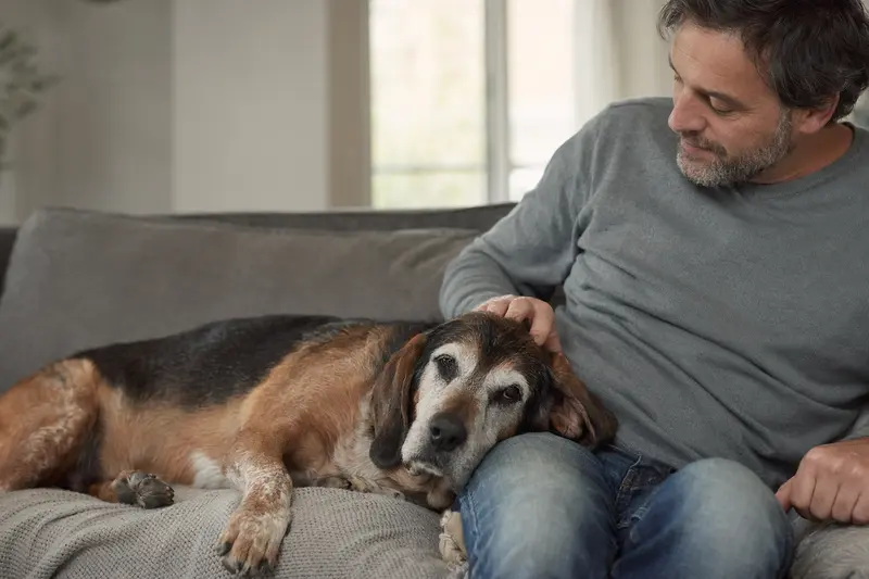Ein älterer Griechischer Laufhund liegt entspannt auf einem gemütlichen Sofa, während sein Besitzer ihn liebevoll streichelt.