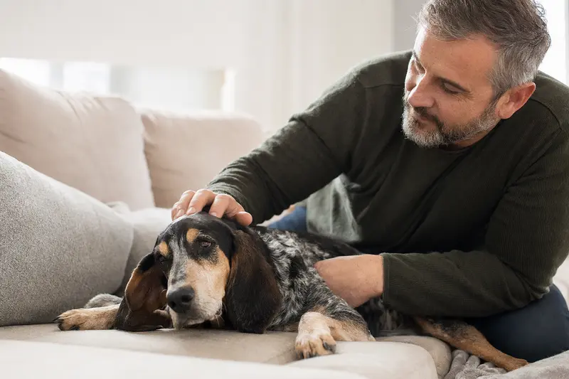 Ein entspannter älterer Griechischer Spürhund liegt auf einem Sofa, während sein Besitzer ihn liebevoll streichelt.