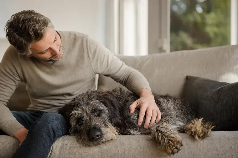 Ein älterer Griffon a poil laineux Hund entspannt auf einem Sofa, während sein Besitzer ihn liebevoll streichelt.