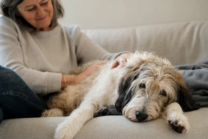 Ein älterer Großer Basset Griffon Vendéen Hund liegt entspannt auf einem Sofa, während sein Besitzer ihn liebevoll streichelt.