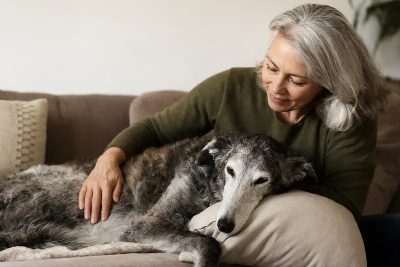 Ein älterer Großer Englischer Windhund entspannt auf einem Sofa, während sein Besitzer ihn liebevoll streichelt.