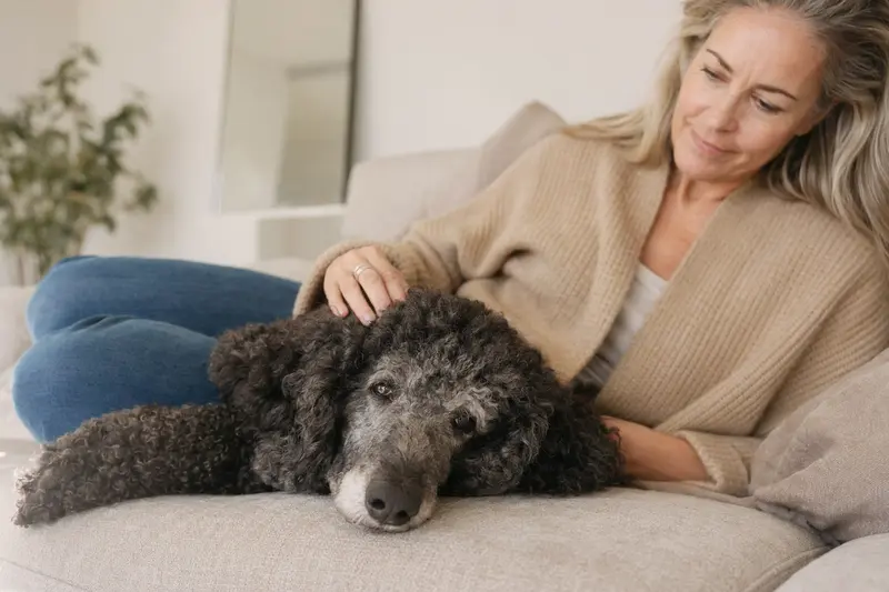 Ein älterer Großpudel liegt entspannt auf einem Sofa, während sein Besitzer ihn liebevoll streichelt.