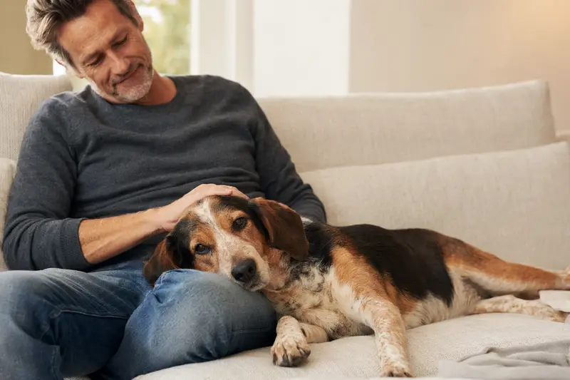 Ein älterer Haldenstövare Hund liegt entspannt auf einem Sofa, während sein Besitzer ihm liebevoll über den Kopf streichelt.