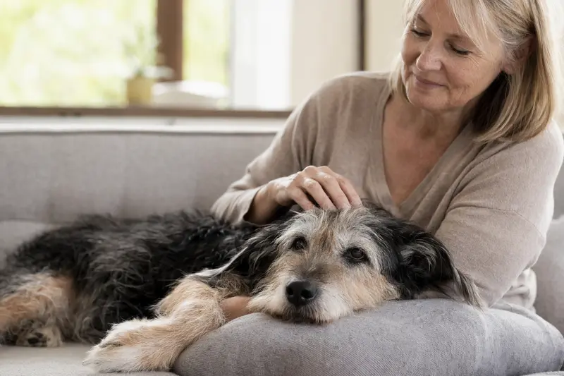 Ein älterer Hund liegt entspannt auf einem gemütlichen Sofa, während sein Besitzer ihn liebevoll streichelt.