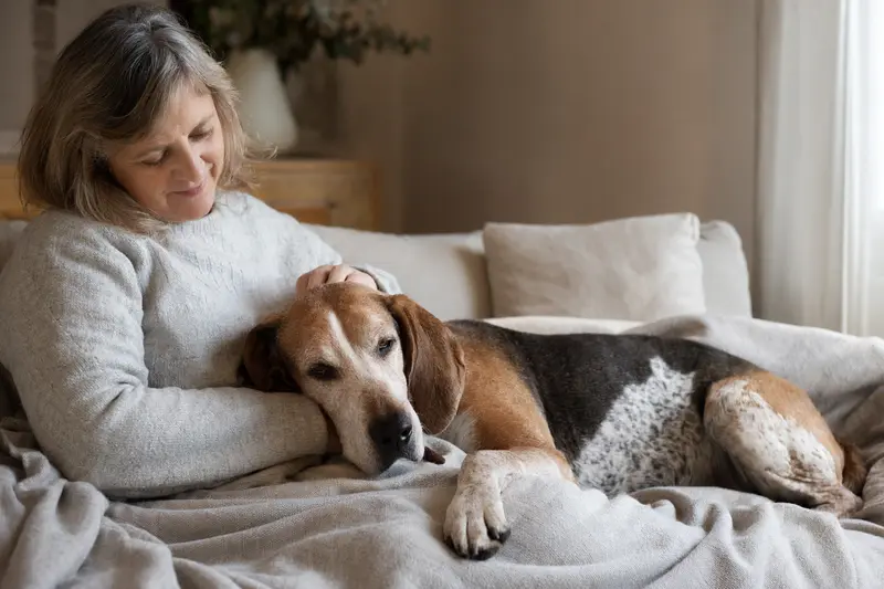 Ein älterer Hamilton-Bracke Hund liegt entspannt auf einem Sofa, während sein Besitzer ihn liebevoll streichelt und eine warme Lichtstimmung herrscht.