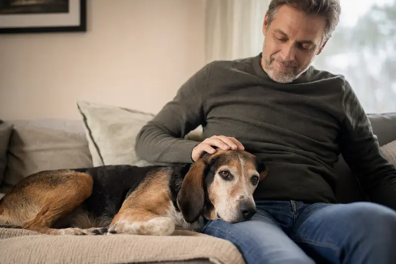 Ein älterer Hamiltonstövare Hund liegt auf einem Sofa, während sein Besitzer ihn liebevoll streichelt.