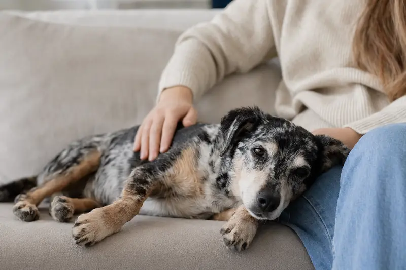 Ein älterer Harlekinpinscher Hund auf einem gemütlichen Sofa wird liebevoll von seinem Besitzer gestreichelt.