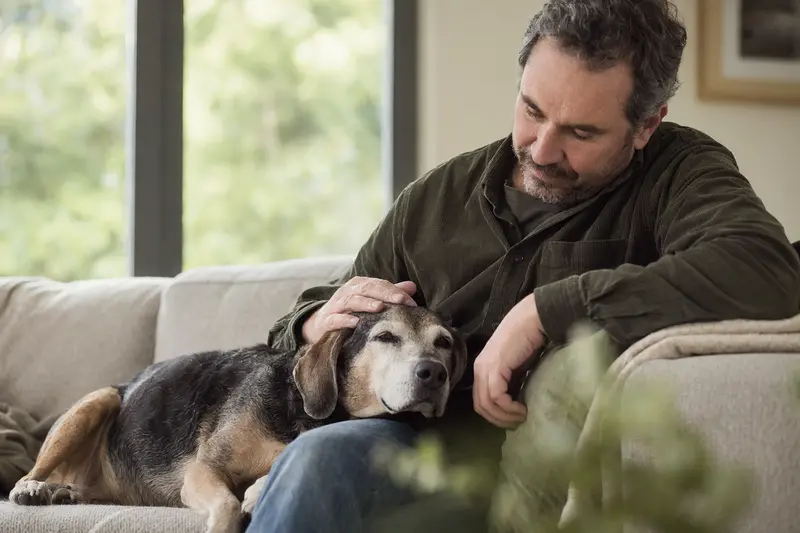 Ein älterer Harrier Hund entspannt auf einem Sofa, während sein Besitzer ihn liebevoll streichelt.