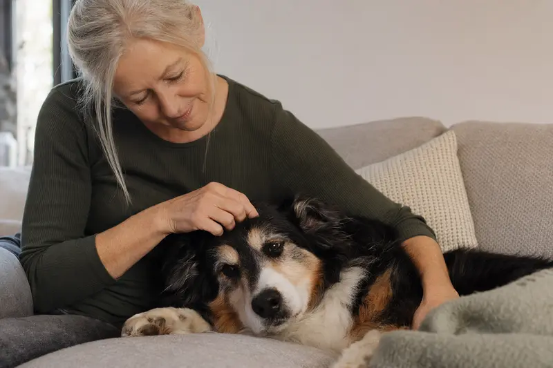 Ein älterer Harzer Fuchs liegt entspannt auf einem Sofa, während sein Besitzer ihn liebevoll streichelt.