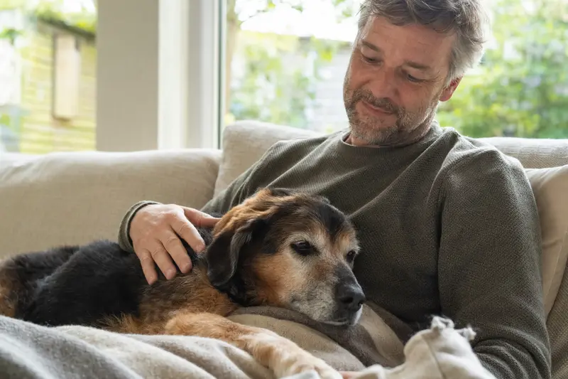 Ein älterer Harzer Fuchs Hund liegt entspannt auf einem Sofa, während sein Besitzer ihn liebevoll streichelt und eine wohlige Atmosphäre im Raum herrscht.