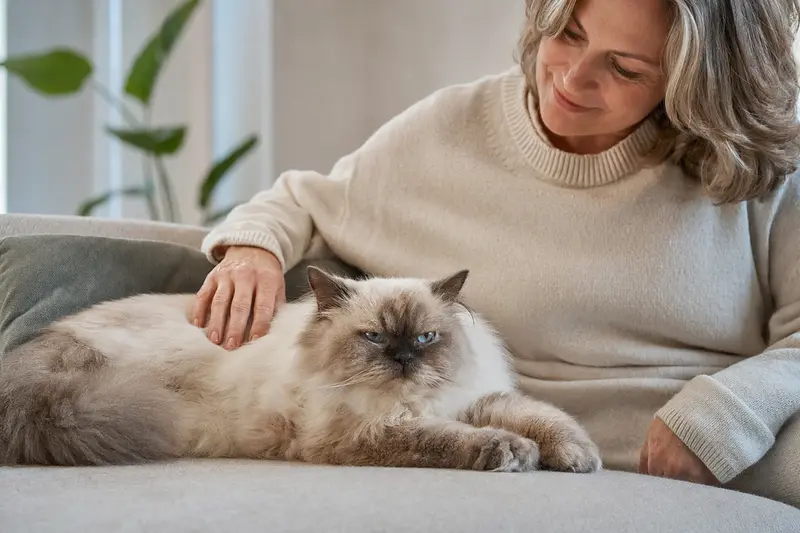 Eine ältere Himalaya-Katze liegt entspannt auf einem Sofa, während ihr Besitzer sie liebevoll streichelt.