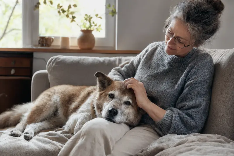 Ein älterer Hokkaido-Hund liegt entspannt auf einem Sofa, während sein Besitzer ihn liebevoll streichelt.