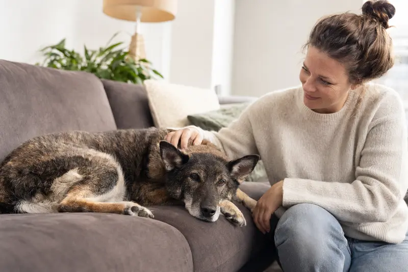 Ein älterer Holländischer Schäferhund liegt entspannt auf einem Sofa, während sein Besitzer ihn liebevoll streichelt.