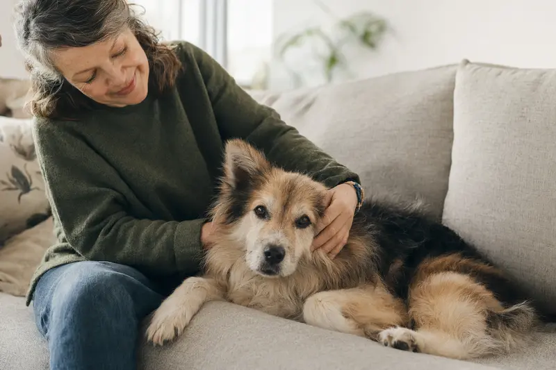 Ein älterer Holländischer Spitz Hund liegt entspannt auf einem gemütlichen Sofa, während sein Besitzer ihn liebevoll streichelt.