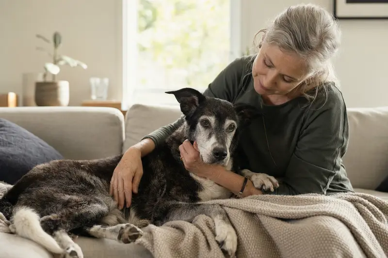 Ein älterer Hollandse Tulphond liegt entspannt auf einem Sofa, während sein Besitzer ihn liebevoll streichelt und eine warme Lichtstimmung eine Atmosphäre von Fürsorge ausstrahlt.