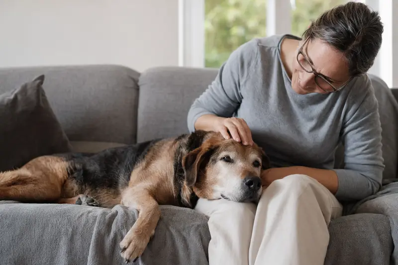 Ein älterer Hound Hund entspannt auf einem Sofa, während sein Besitzer ihn liebevoll streichelt.