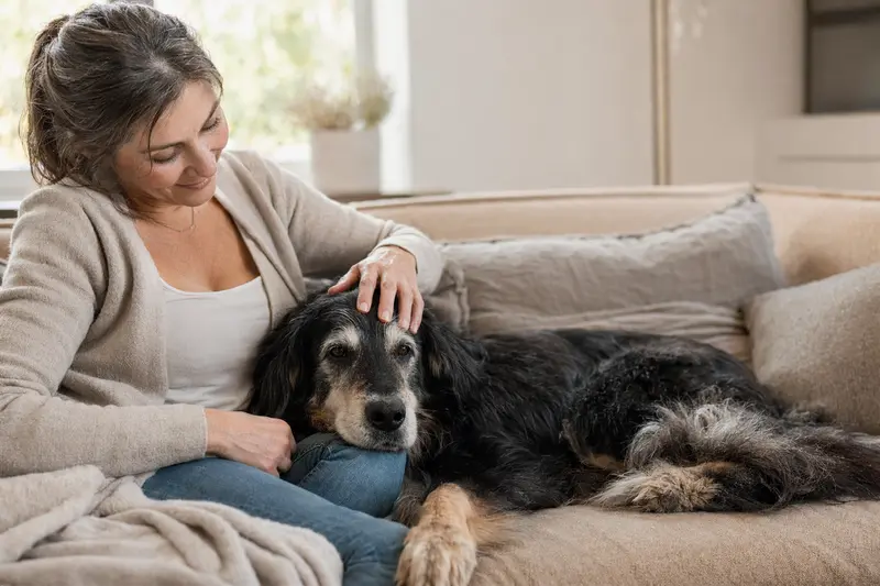 Ein älterer Hovawart Hund liegt entspannt auf einem gemütlichen Sofa, während sein Besitzer ihn liebevoll streichelt.