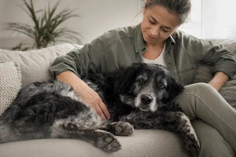 Ein älterer Hrvatski Ovcar Hund liegt entspannt auf einem Sofa, während sein Besitzer ihn liebevoll streichelt und eine warme Lichtstimmung den Raum ausfüllt.