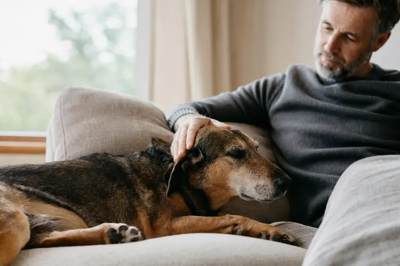 Ein älterer Ilirski Gonic Hund liegt entspannt auf einem gemütlichen Sofa, während sein Besitzer ihn liebevoll streichelt.