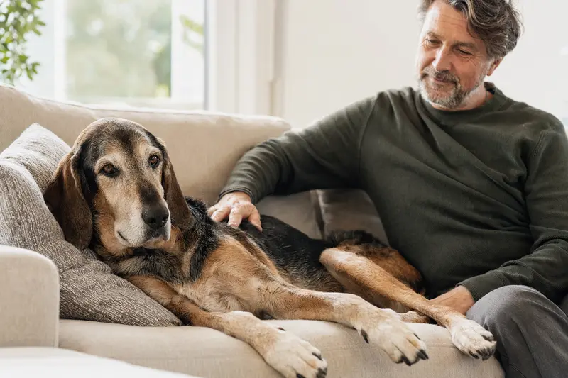 Ein älterer Illyrischer Laufhund liegt entspannt auf einem Sofa, während sein Besitzer ihn liebevoll streichelt.