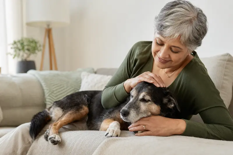 Ein älterer Indian Dog liegt entspannt auf einem gemütlichen Sofa, während sein Besitzer ihn liebevoll streichelt und eine warme Lichtstimmung den Raum erfüllt.